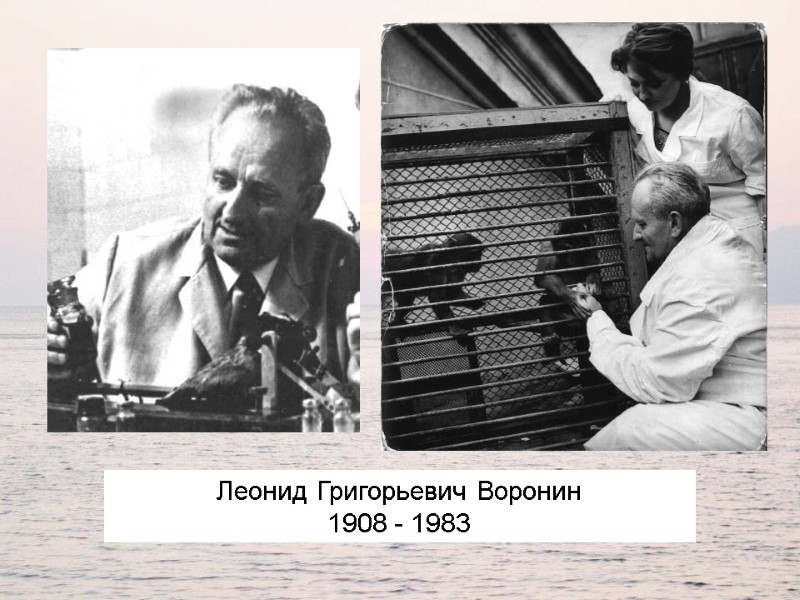 Леонид Григорьевич Воронин 1908 - 1983